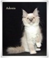 /album/adonis/adonis-12-hetes-001-jpg/